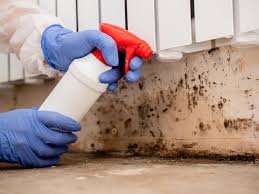 Professional Mold Prevention & Removal  in South Run, VA